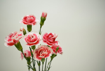 可憐に咲く可愛い紅白のカーネーション