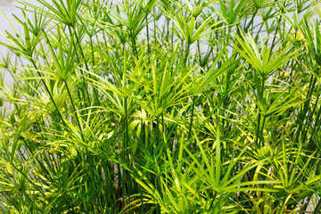 Aquatic umbrella plant (Cyperus alternifolius) in pond