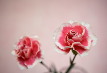 可憐に咲く可愛い紅白のカーネーション