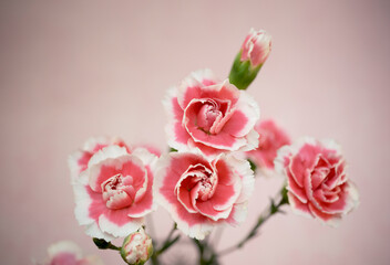 可憐に咲く可愛い紅白のカーネーション