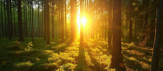 The beaming sun beautifully shines through the trees in a picturesque forest.