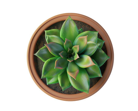 Top view of suculent plant, transparent background.