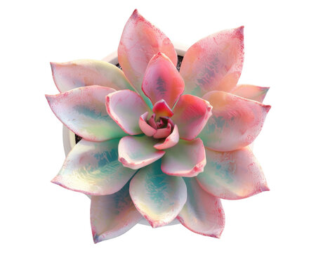 Top view of suculent plant, transparent background.