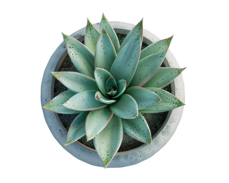 Top view of suculent plant, transparent background.