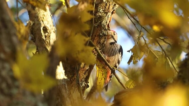 Male White-backed woodpecker looking for food in the middle of lush tree during autumn foliage in Estonia, Northern Europe	