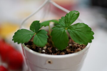 little plant | 작은 화분 속 식물