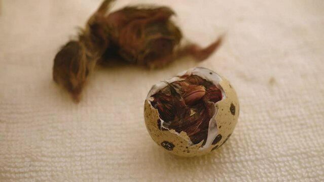 In the life of chickens, not all chickens succeed in hatching from the egg