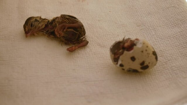 In the life of chickens, not all chickens succeed in hatching from the egg