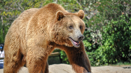 brown bear