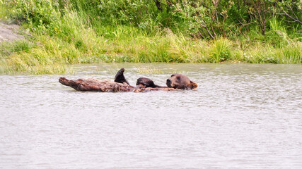 Fototapeta premium bear swimming