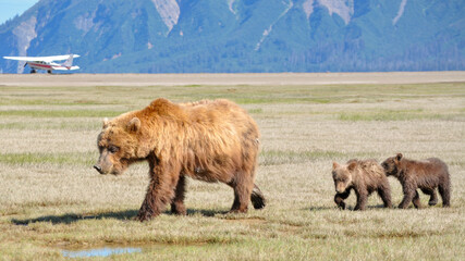 mama bear with cubs