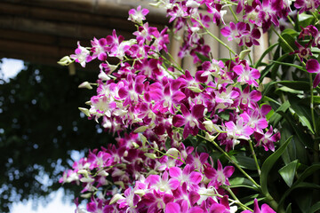 Beautiful purple orchid flowers. Flower background.