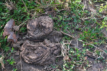 Closeup of dried cow or cattle dung on grass ground.