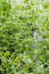 Fresh leaves of herb plant