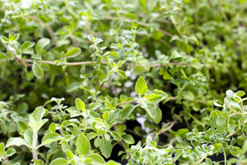 Fresh leaves of oregano herb plant