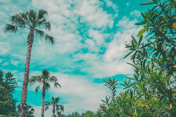 blue sky and palm tree in Jeju | 제주도 하늘과 야자수