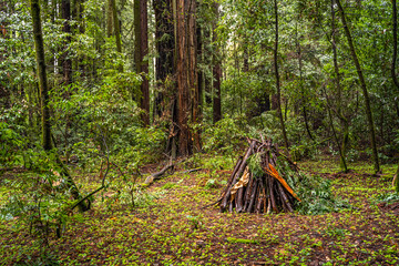 Branches folded like a hut, prepared for burning. Henry Cowell Redwoods State Park. 