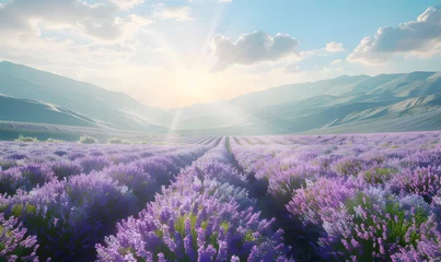 Poster Amazing view of blooming lavender flower field in sunny summer day background,Generative AI © simba kim