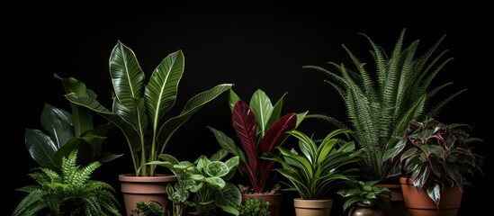 Several potted plants of various sizes and types sit closely next to each other on a table or shelf. The green foliage and colorful blooms create a vibrant display of nature indoors.