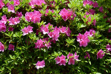 ツツジ　花模様