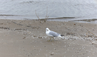 seagull on the beach