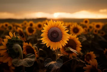 Foto op Plexiglas Feld mit Sonnenblumen, Farbenfrohe Sonnenblumen blühen, Konzept Sommer © GreenOptix