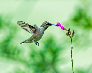 Fototapeta premium Juvenile Ruby-Throated Hummingbird Feeding on Purple Salvia