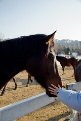 horse