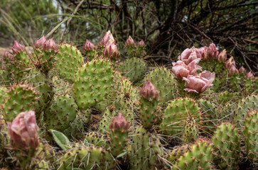 Prickly Pear Cactus Begins to Bloom In Late Spring