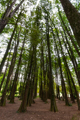 Fototapeta premium SÃO PAULO, SP, BRAZIL - FEBRUARY 10, 2024: Vertical section of the eucalyptus forest in Alberto Lofgren State Park, better known as Horto Florestal (Forest Garden).