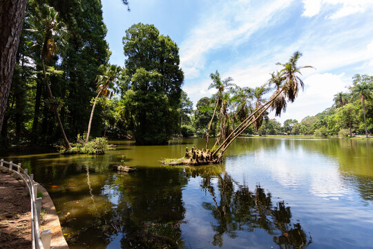 S&Atilde;O PAULO, SP, BRAZIL - FEBRUARY 10, 2024: Panoramic view of the beautiful lake in Alberto Lofgren State Park, better known as Horto Florestal (Forest Garden).