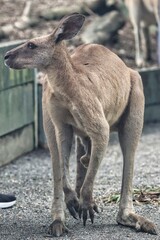 Port Douglas, Queensland, Australia
