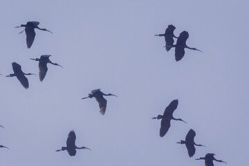 birds flying with bluesky background