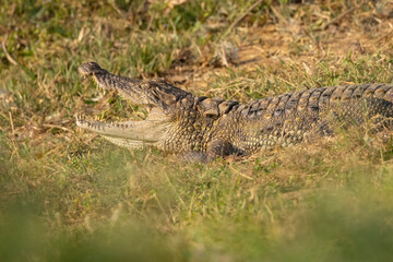 Crocodile out of water on river bank with mouth open seen in natural native habitat, Yala National Park, Sri Lanka