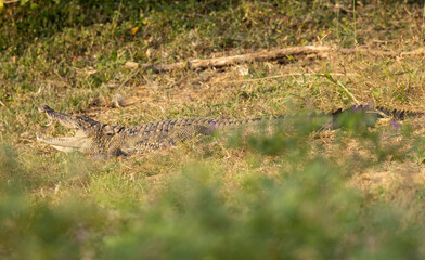 Crocodile out of water on river bank with mouth open seen in natural native habitat, Yala National Park, Sri Lanka