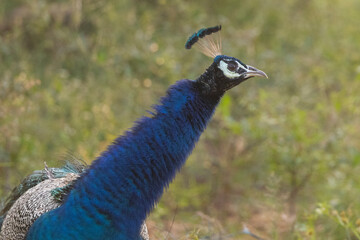 Male peacock in natural native habitat, Yala National Park, Sri Lanka