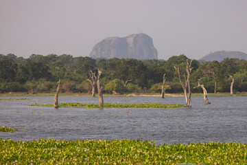 Scenic views of water lillies with elephant rock in distance in natural native habitat, Yala...