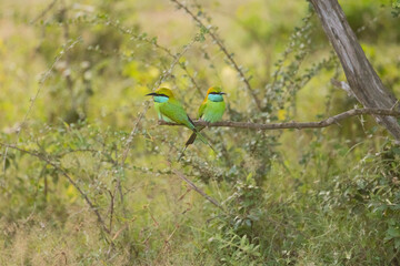 A pair of Little Green Bee-eaters perched on a branch seen in natural native habitat, Yala National Park, Sri Lanka
