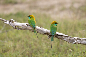 A pair of Little Green Bee-eaters perched on a branch seen in natural native habitat, Yala National Park, Sri Lanka