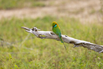 Little Green Bee-eater perched on a branch seen in natural native habitat, Yala National Park, Sri Lanka