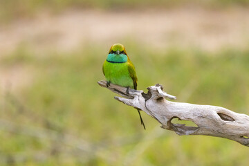 Little Green Bee-eater perched on a branch seen in natural native habitat, Yala National Park, Sri Lanka