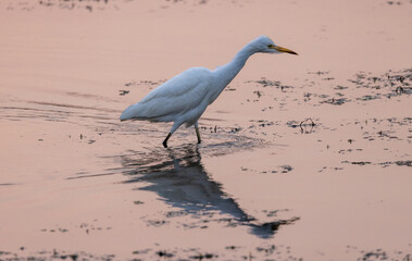 White egret wading in water in natural native habitat, Yala National Park, Sri Lanka