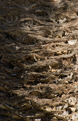 Palm tree trunk close up. Natural background and texture for design.