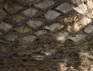 Palm tree bark texture, closeup of palm tree bark.