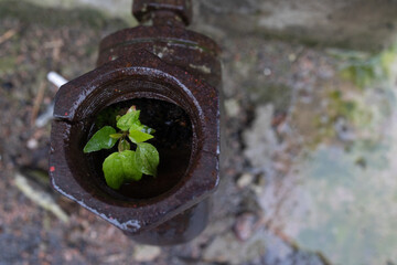 Plant grows from a rusty pipe. Germ of plant. New life. Plant embryo. Ecology. Save environment....