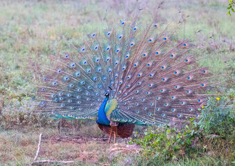 Male peacock peafowl with tail feathers spread open in natural native habitat, Yala National Park,...