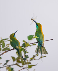 Green Bee-eaters perched in tree branch with insect in beak seen in natural native habitat, Yala National Park, Sri Lanka