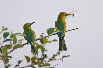 Green Bee-eaters perched in tree branch with insect in beak seen in natural native habitat, Yala National Park, Sri Lanka