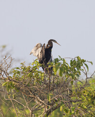 Purple heron perched on top of tree in natural native habitat, Yala National Park, Sri Lanka