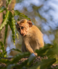 Toque macaque (Macaca sinica) monkey sitting high up in a tree in natural native habitat, Yala National Park, Sri Lanka
